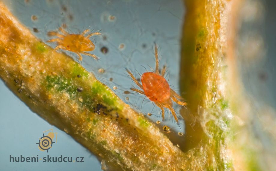 Sviluška chmelová - Tetranychus urticae